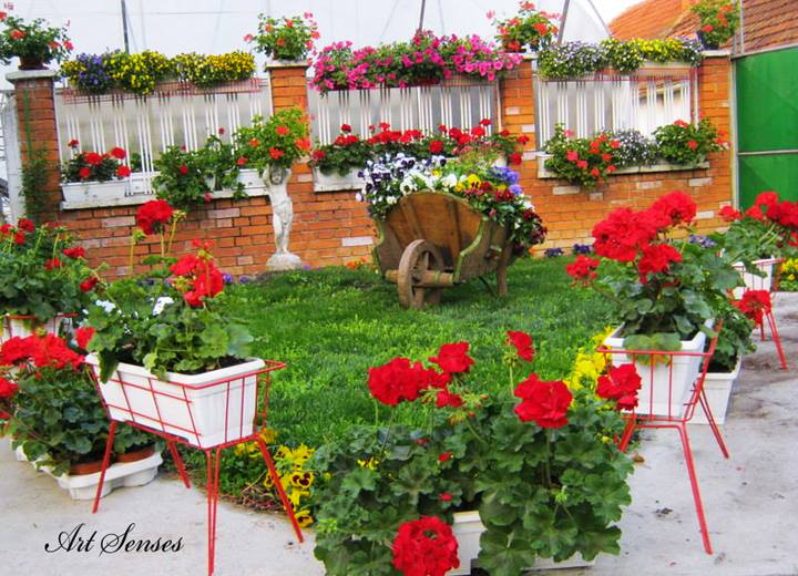 Gradina cu jarniere cu muscate rosii