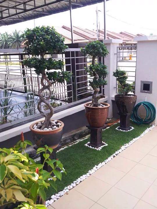 Gradina mica cu plante ornamentale