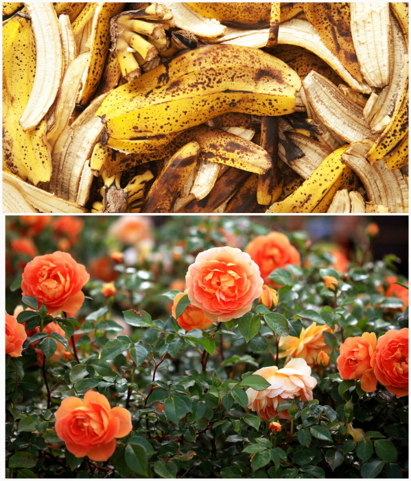 Ingrasamant din coaje de banane