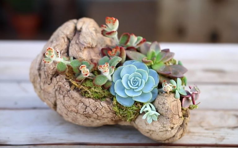 Mic decor plante suculente