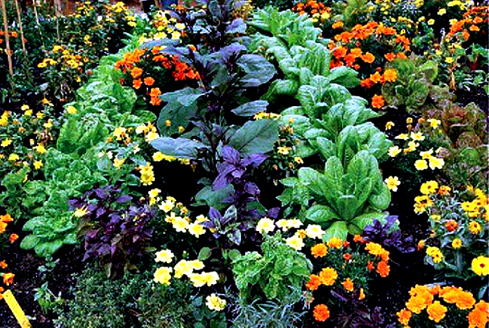 Protejarea legumelor si florilor